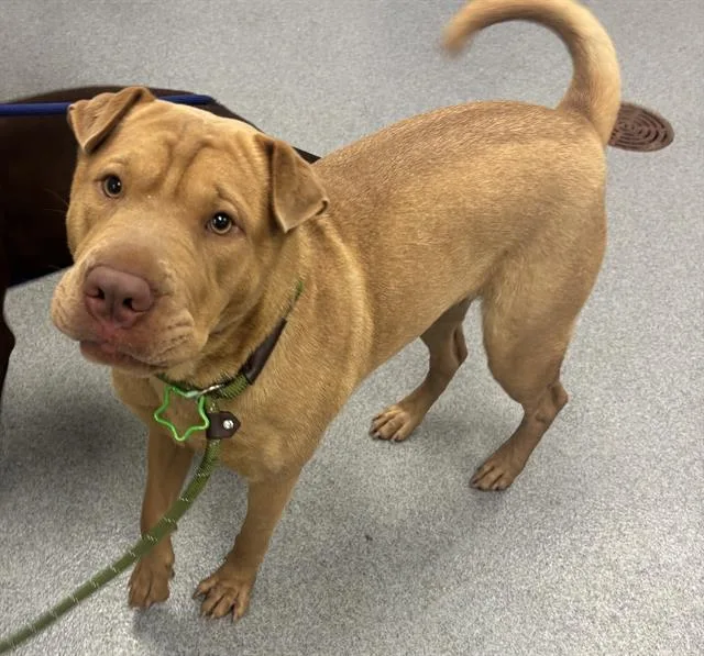 A young medium-sized female Pit Bull Terrier dog named Sharpay for adoption in Indianapolis, IN