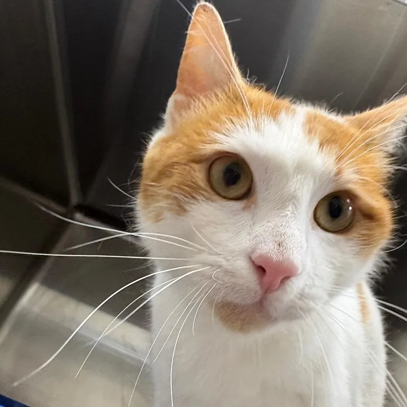 A young medium-sized male White Domestic Short Hair cat named Rupaw for adoption in Gainesville, FL