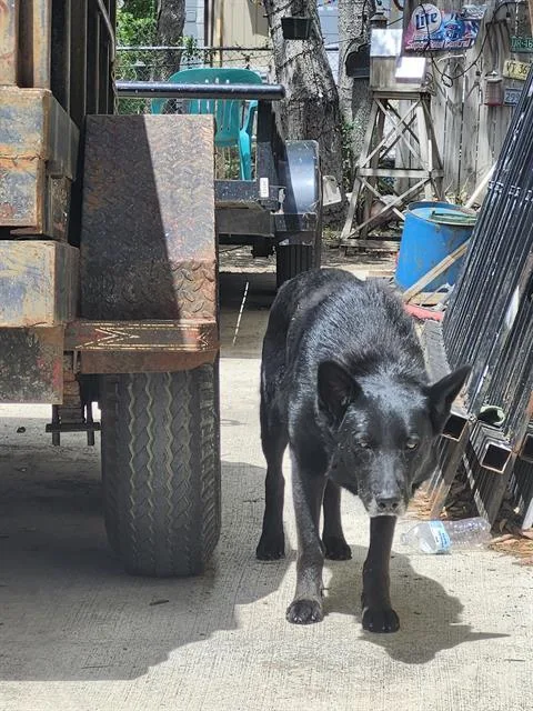 An adult large-sized male German Shepherd Dog dog named Yohualli for adoption in San Antonio, TX