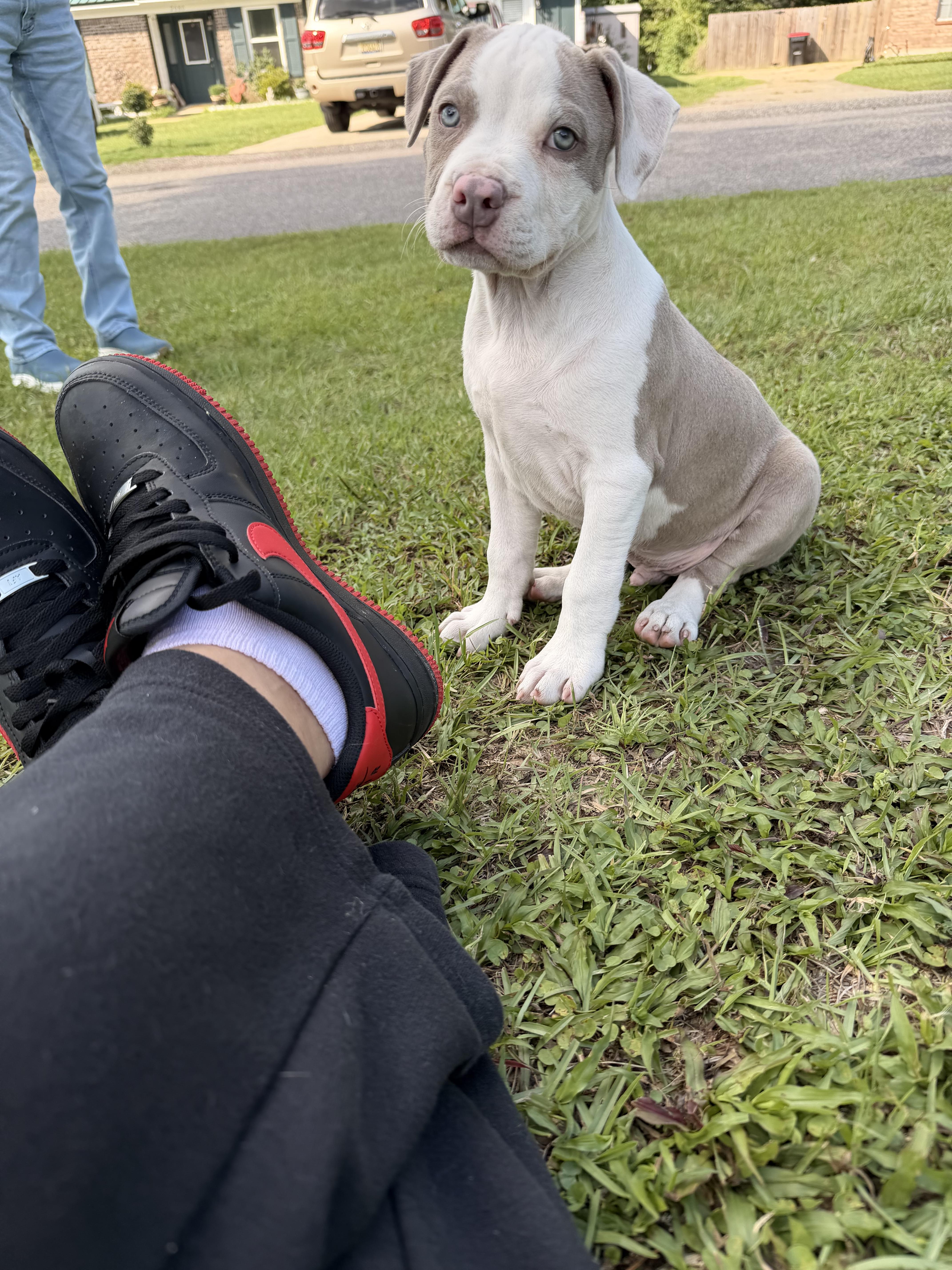 A baby medium-sized male Golden American Staffordshire Terrier dog named Tyke for adoption in Semmes, AL