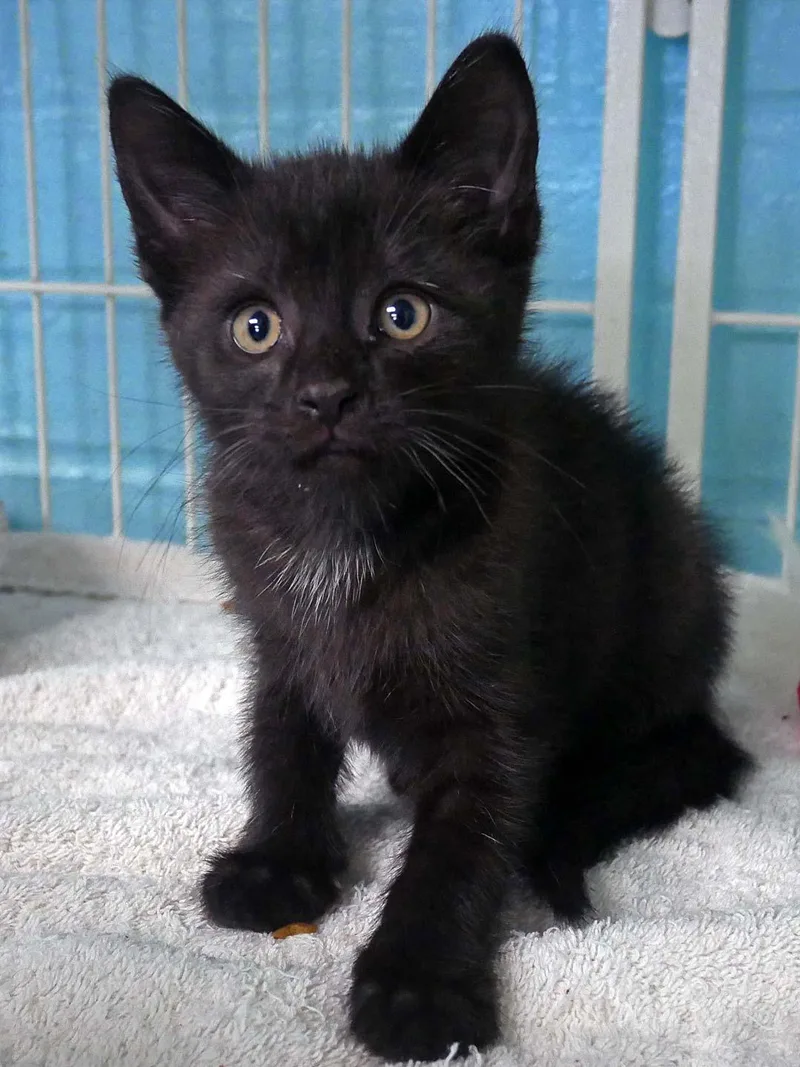 A baby small-sized male Domestic Short Hair cat named Wilson for adoption in Bloomingdale, NJ