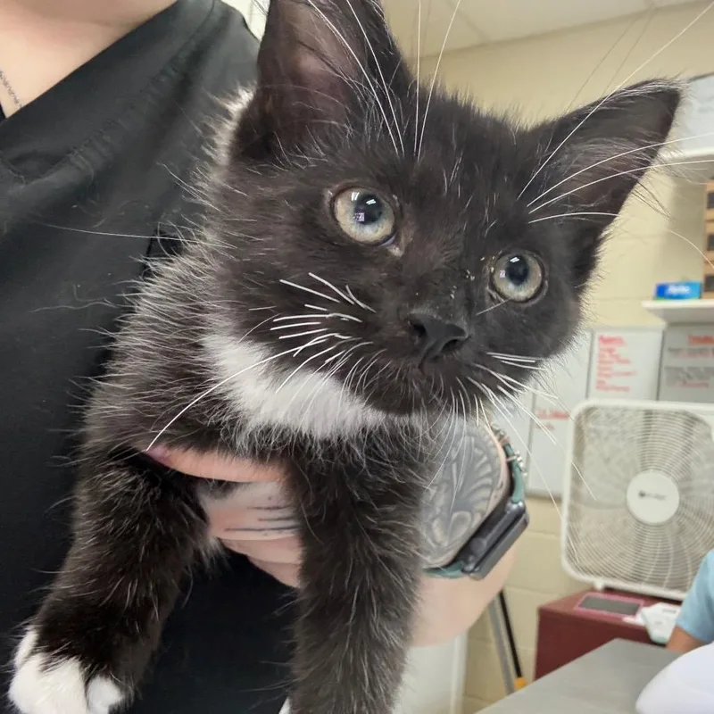 A baby small-sized male Black Domestic Short Hair cat named Blue Moon for adoption in Middleburg, FL