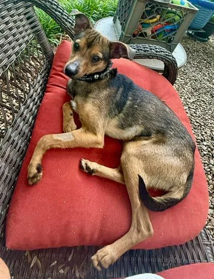 A young small-sized male Feist dog named Cookie for adoption in Malvern, PA