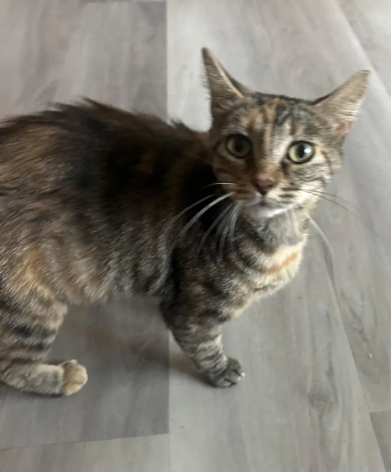 An adult small-sized female Domestic Short Hair cat named Nora  TV for adoption in Council Bluffs, IA