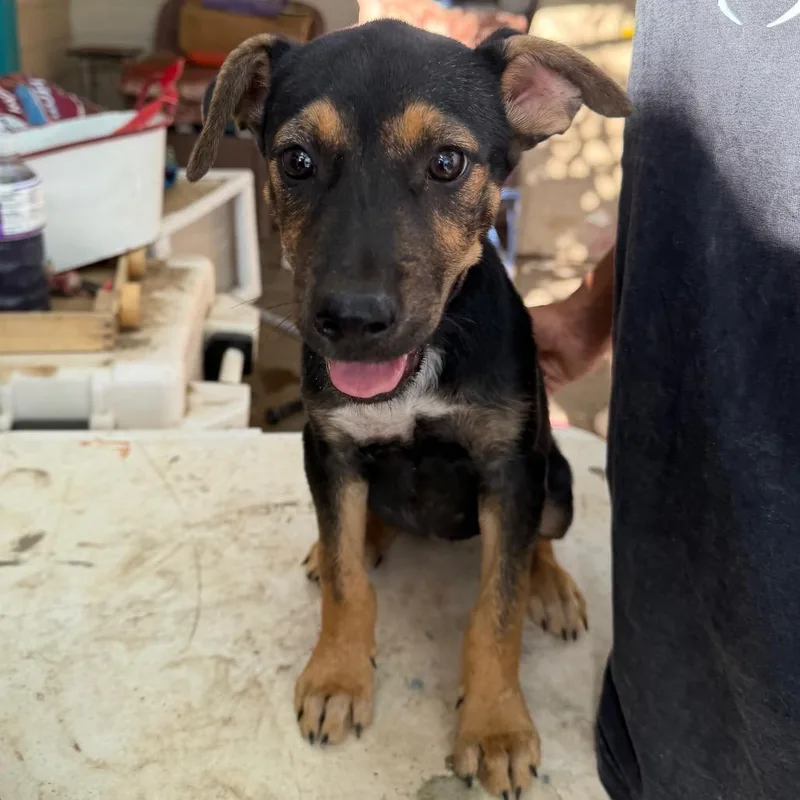 A baby small-sized female Black Mixed Breed dog named Iris for adoption in Midland, TX