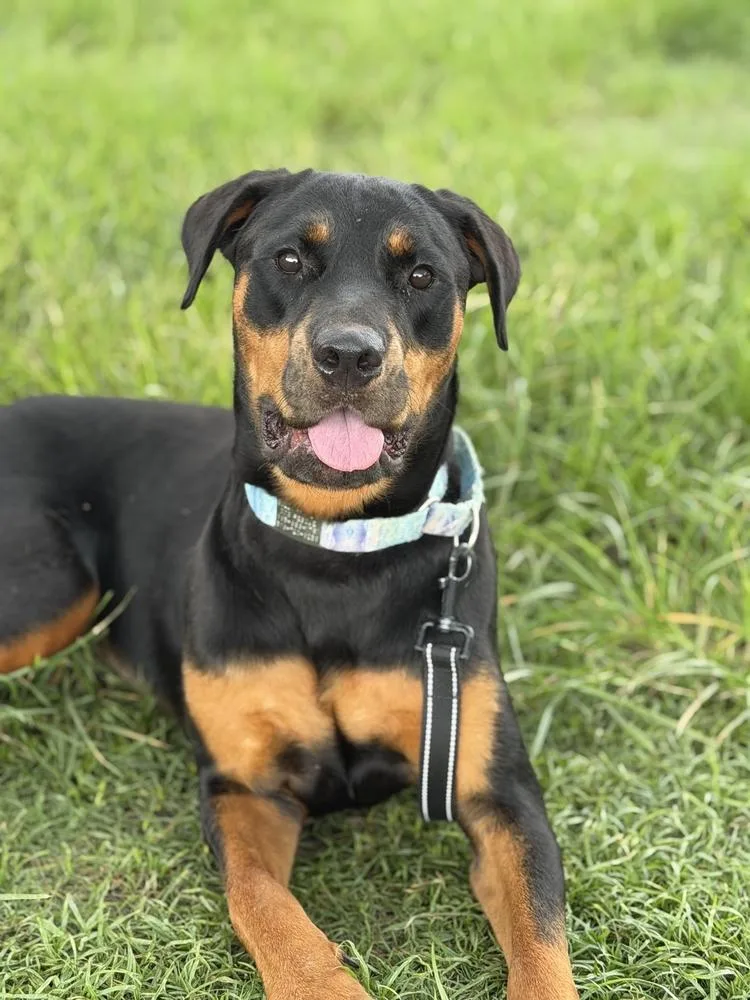 An adult medium-sized female Tricolor (Brown, Black, & White) Rottweiler dog named Milly for adoption in Lakeland, FL