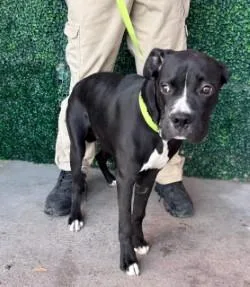 A young large-sized male Black Boxer dog named 61287711 for adoption in El Paso, TX
