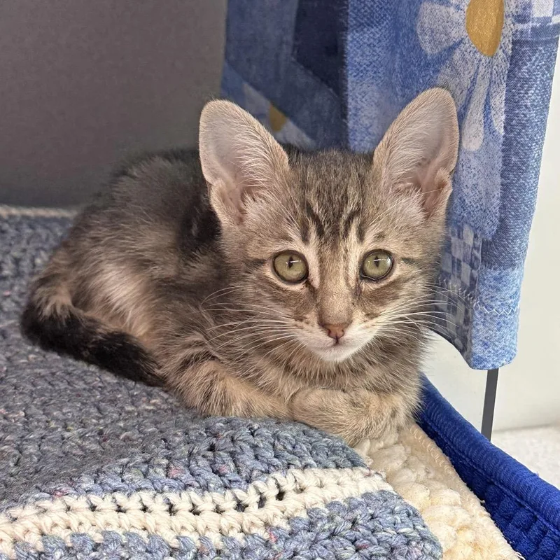 A baby small-sized male Gray / Blue / Silver Domestic Short Hair cat named Takoda for adoption in Hailey, ID