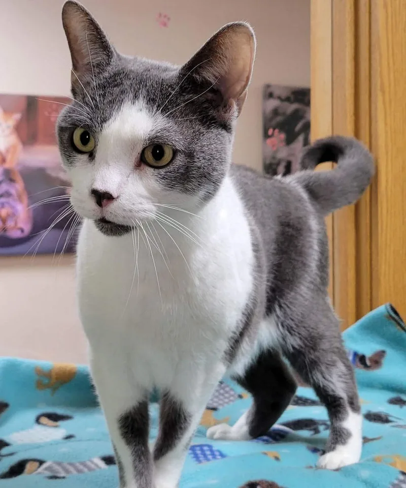 An adult medium-sized male Domestic Short Hair cat named Captain for adoption in Portage, WI