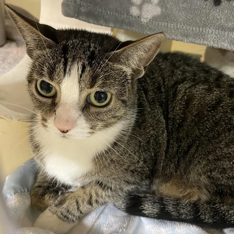An adult medium-sized female Domestic Short Hair cat named Estella for adoption in Madison, WI