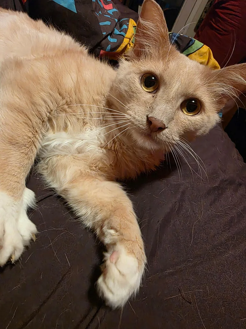A young medium-sized male Orange & White Domestic Short Hair cat named Petrie for adoption in New York, NY