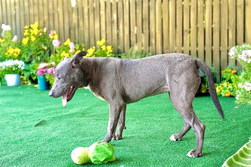 A young medium-sized female Gray / Blue / Silver American Staffordshire Terrier dog named Trinity for adoption in Mico, TX