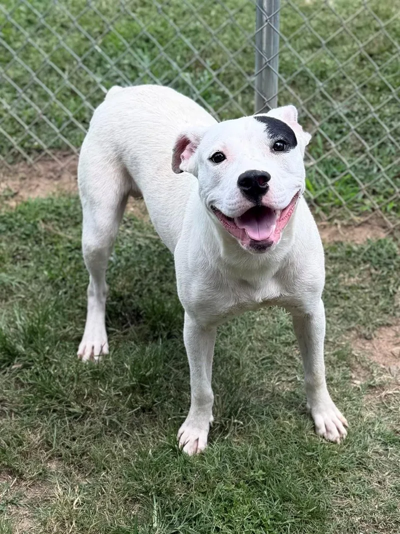 An adult medium-sized male Black Mixed Breed dog named Arby for adoption in Summerdale, AL