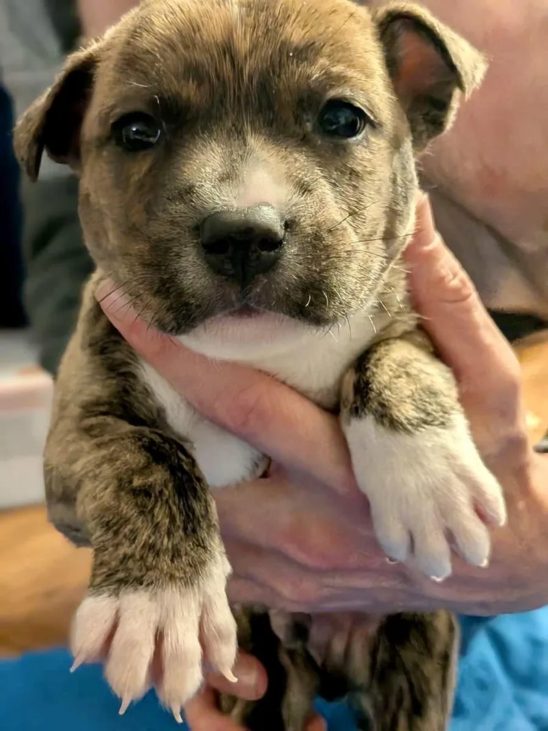 A baby medium-sized male Boxer dog named Bandit for adoption in Herndon, VA