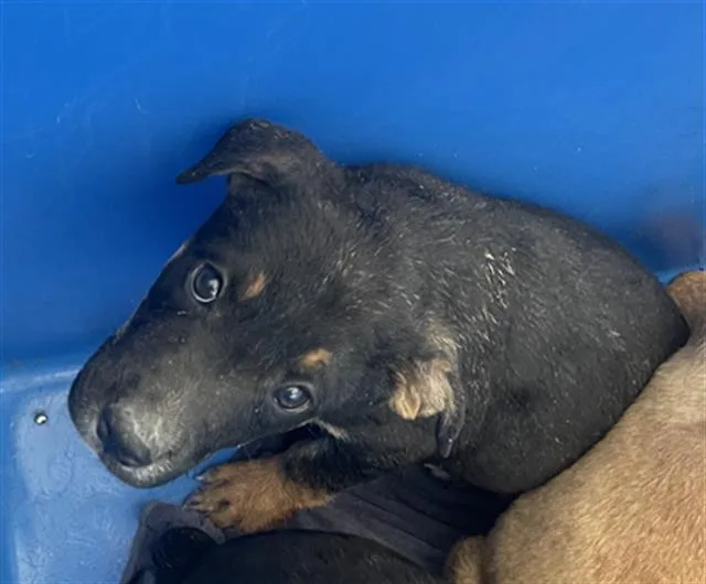 A baby large-sized male Mixed Breed dog named Benji for adoption in Dallas, TX