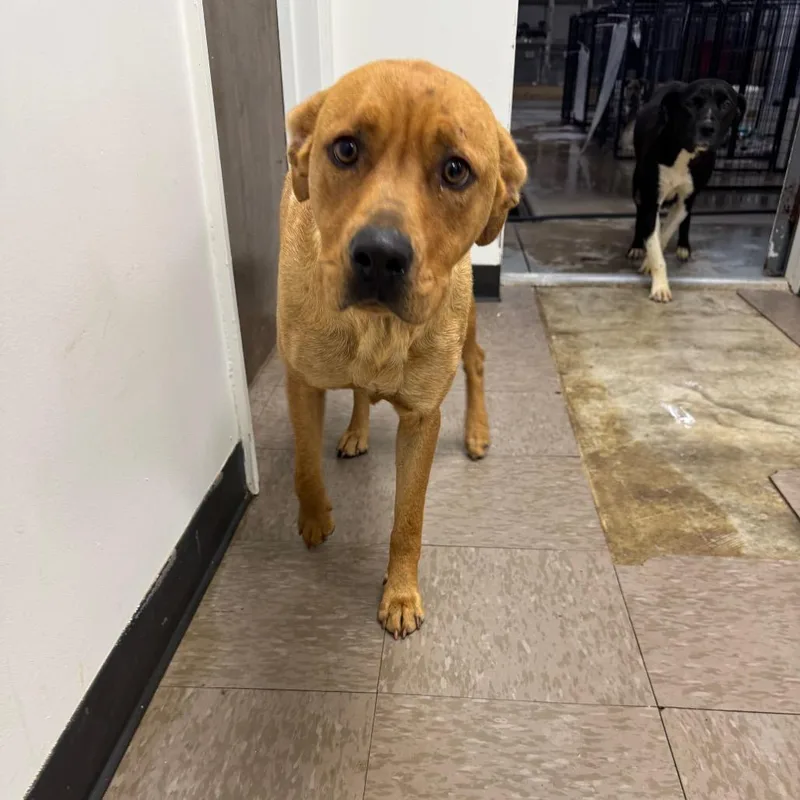 An adult medium-sized female Yellow / Tan / Blond / Fawn Labrador Retriever dog named Banana Split for adoption in Parrish, AL