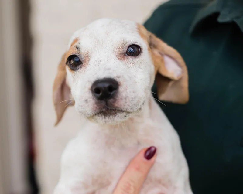 A baby medium-sized female White / Cream Hound dog named Sprinkle for adoption in Mont Belvieu, TX