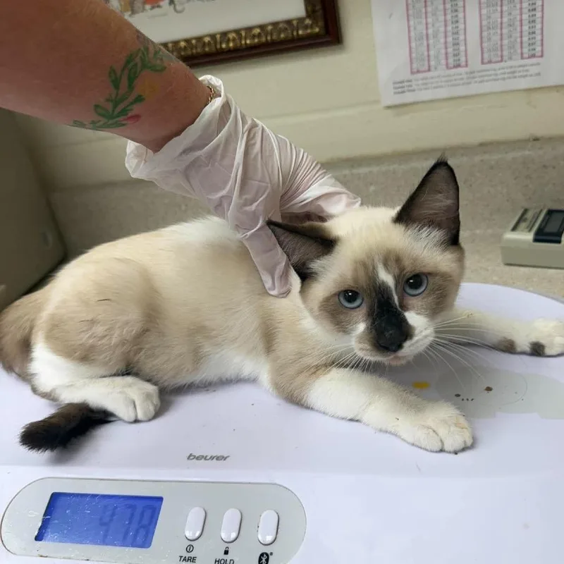 A baby small-sized male White Siamese cat named Tow Truck for adoption in Bastrop, TX