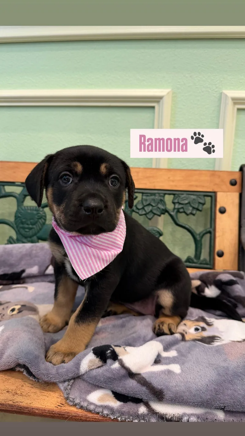 A baby medium-sized female Rottweiler dog named Ramona for adoption in Plano, TX