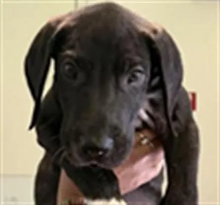 A baby small-sized female Pit Bull Terrier dog named Towlie for adoption in Los Angeles, CA