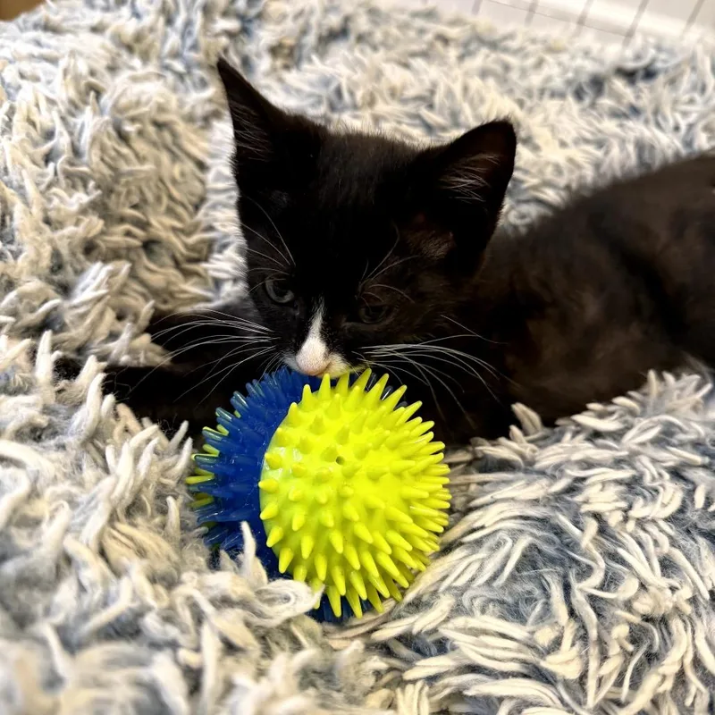 A baby medium-sized male Black & White / Tuxedo Domestic Short Hair cat named Chimichurri for adoption in Chattanooga, TN