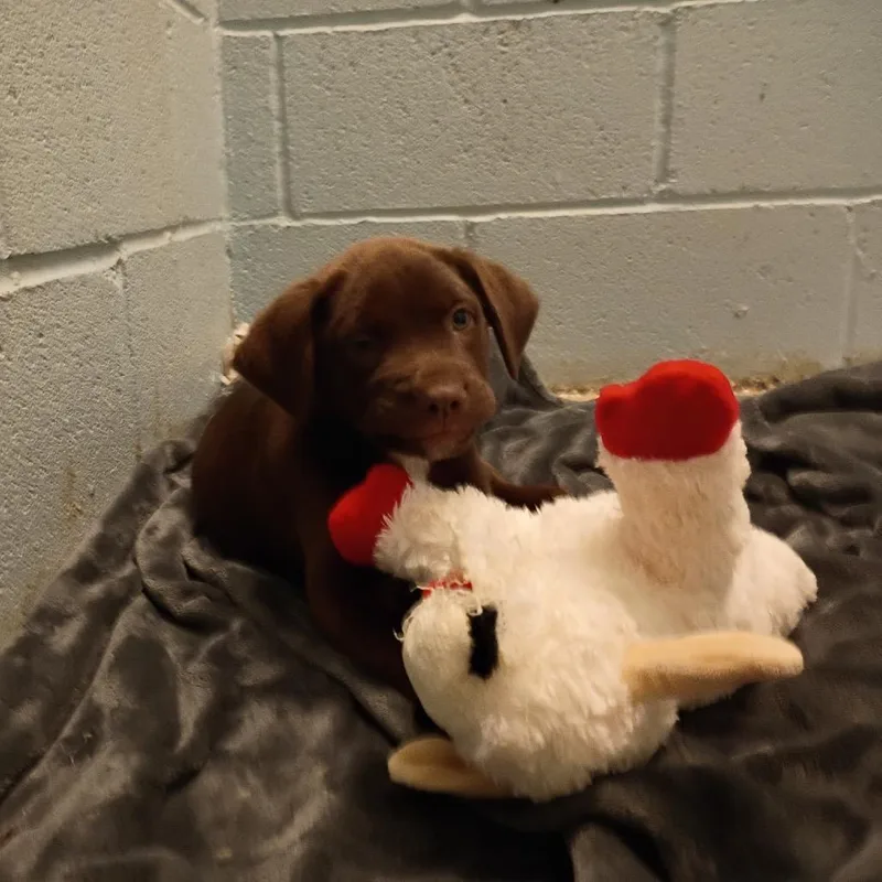 A baby small-sized female Brown / Chocolate Mixed Breed dog named Ibanez for adoption in LOXAHATCHEE, FL