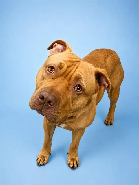 A young large-sized male Pit Bull Terrier dog named Deisel for adoption in Westminster, MD