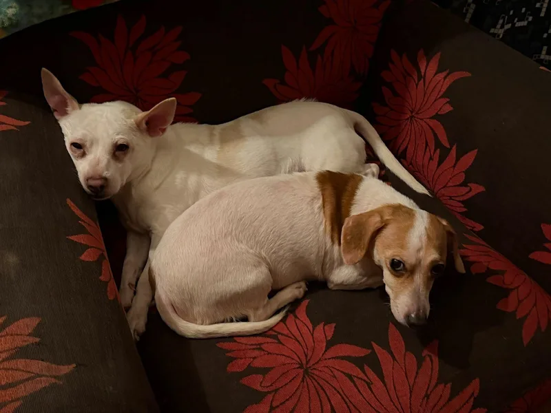 A young small-sized male Chihuahua dog named Roscoe and Duke Bonded for adoption in North Berwick, ME
