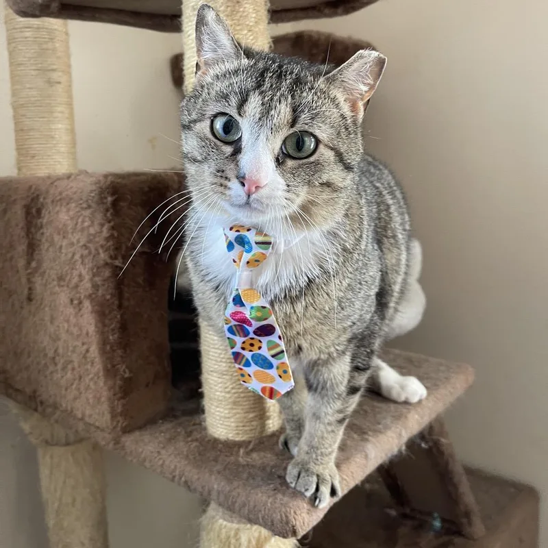 An adult small-sized male Brown / Chocolate Domestic Short Hair cat named Luther for adoption in Reisterstown, MD