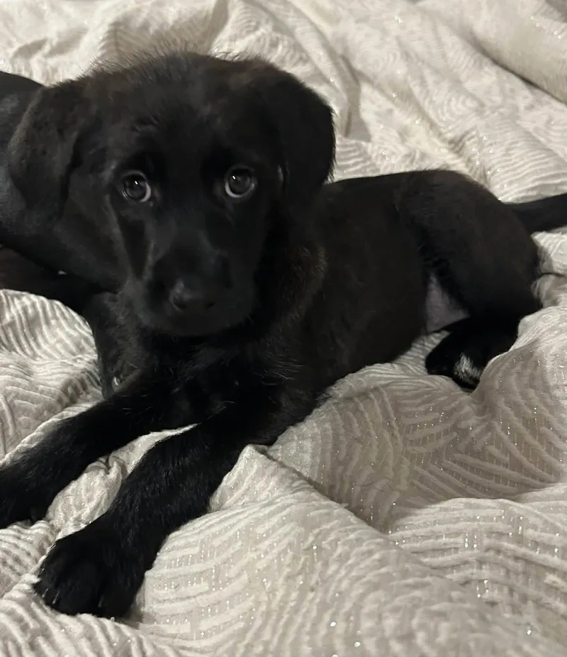 A baby medium-sized female Labrador Retriever dog named Mellie for adoption in Mechanicsburg, PA