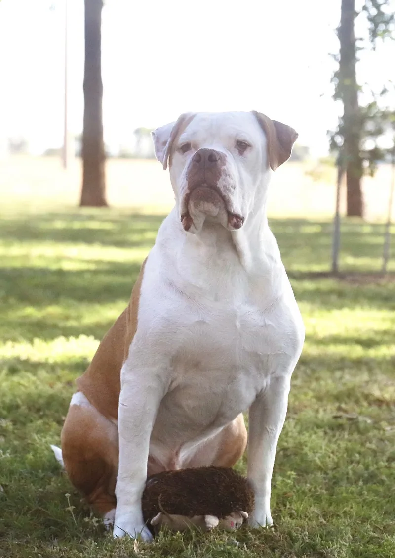 An adult large-sized male Mixed Breed dog named Cyrus for adoption in Northwood, NH