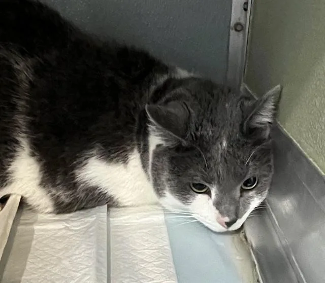 An adult small-sized male Domestic Short Hair cat named Remmy for adoption in Westminster, MD
