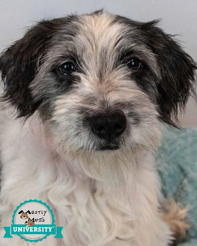 A senior small-sized female Terrier dog named Chichi for adoption in Kennesaw, GA