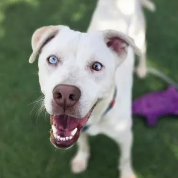An adult medium-sized female White / Cream Pit Bull Terrier dog named Siren for adoption in Fort Collins, CO