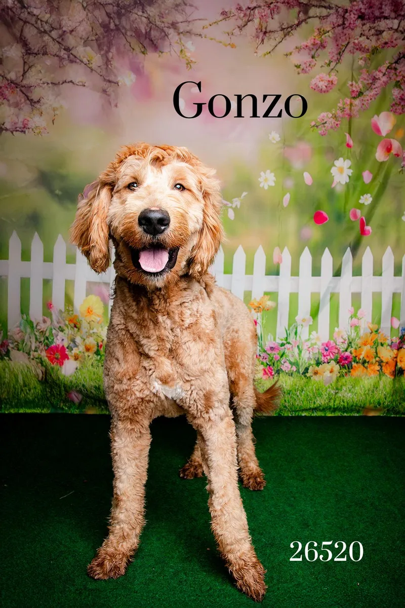 A young medium-sized male Golden Goldendoodle dog named Gonzo for adoption in Oak Ridge, TN