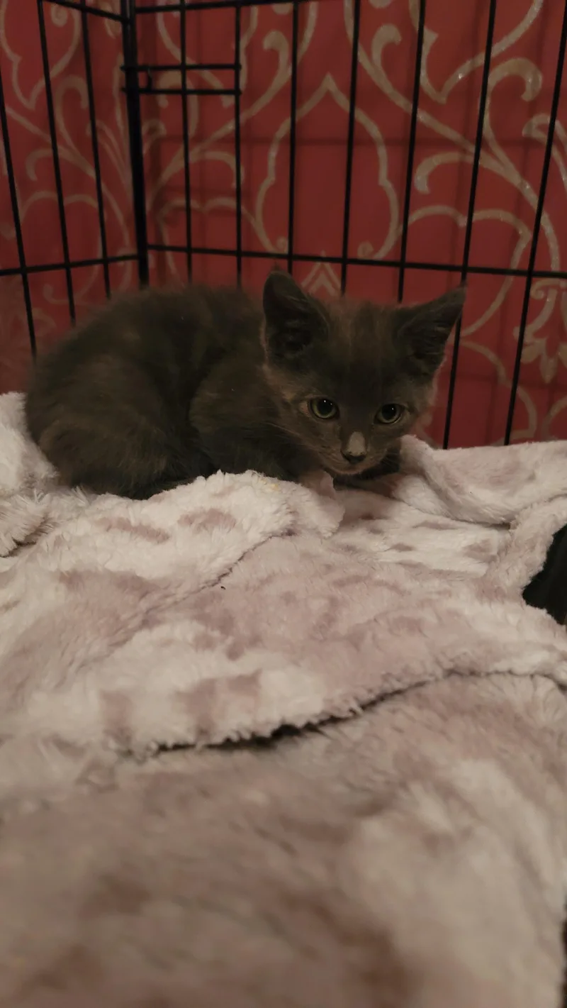 A baby medium-sized male Gray / Blue / Silver Domestic Short Hair cat named Tweedledum for adoption in Fruit Heights, UT