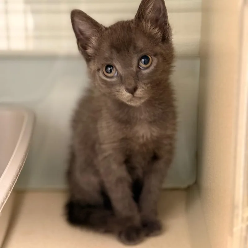 A baby small-sized male Domestic Short Hair cat named Bryer for adoption in Cumming, GA