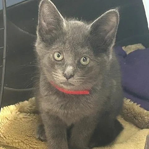 A baby small-sized female Gray / Blue / Silver Domestic Short Hair cat named Lark for adoption in Santa Barbara, CA