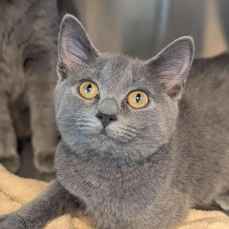 A young small-sized female Gray / Blue / Silver Domestic Short Hair cat named Ukulele for adoption in Washington Township, OH
