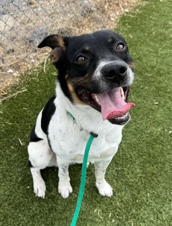A young medium-sized male Australian Cattle Dog / Blue Heeler dog named Huckleberry for adoption in Salt Lake City, UT