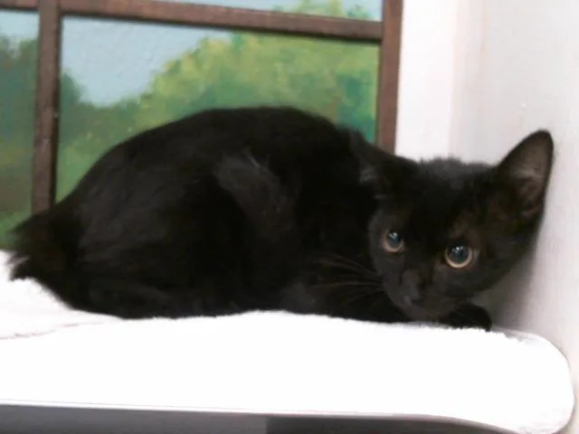 A baby medium-sized female Domestic Short Hair cat named Pepper for adoption in Houston, TX