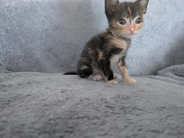 A baby small-sized female Domestic Short Hair cat named Berlioz for adoption in Camarillo, CA