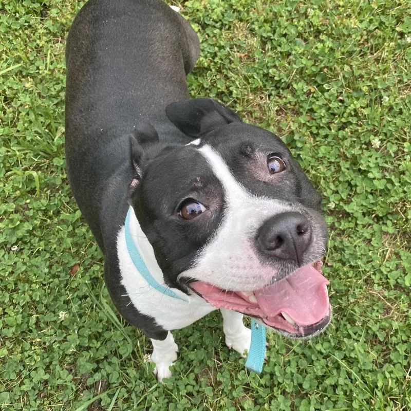 A senior large-sized female Black Pit Bull Terrier dog named Luna for adoption in Philadelphia, PA