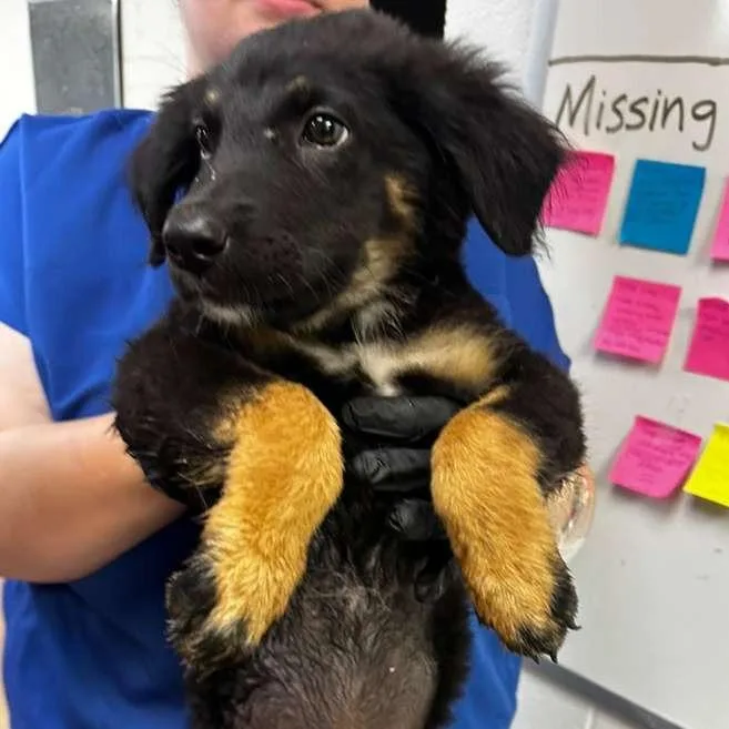A baby small-sized male Black Mixed Breed dog named Doctor Octopus for adoption in Gadsden, AL