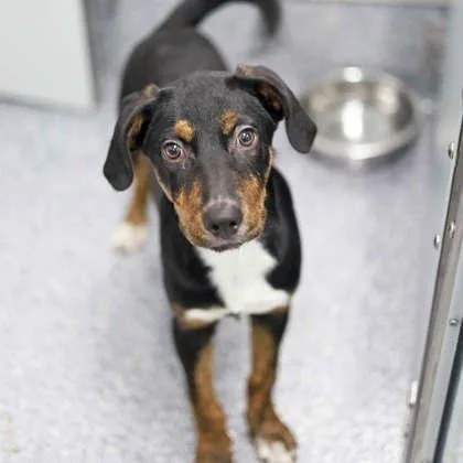A baby small-sized male Black Labrador Retriever dog named Sleepy for adoption in Atlanta, GA