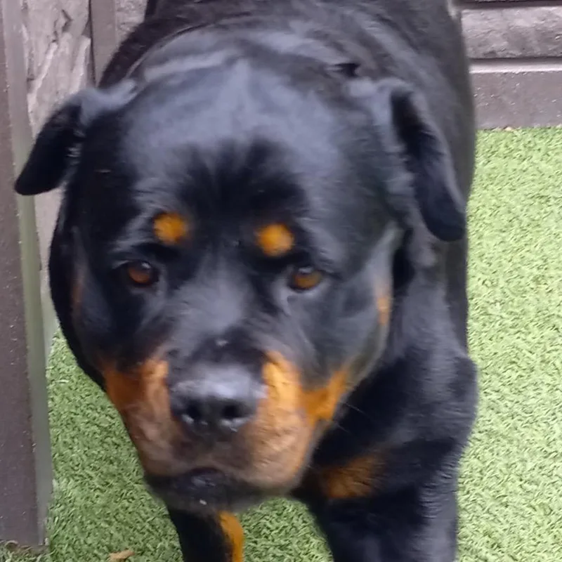 An adult large-sized female Black Rottweiler dog named Pudge for adoption in LOXAHATCHEE, FL