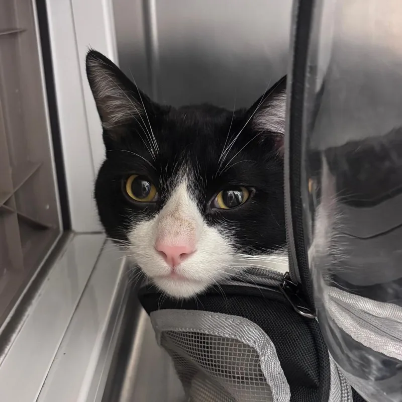 An adult large-sized male Black Domestic Medium Hair cat named Smokey for adoption in Santa Barbara, CA