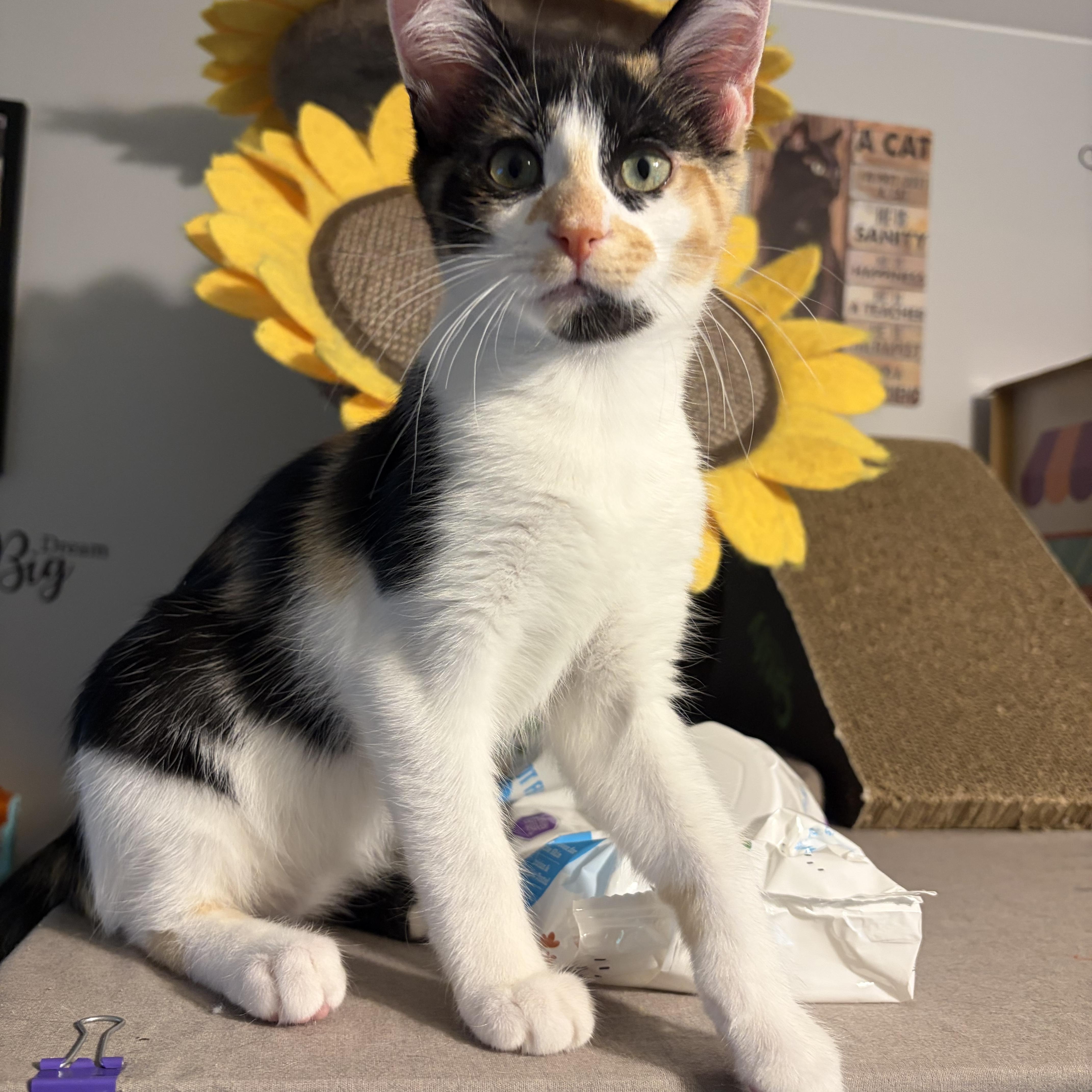A baby medium-sized female Calico Domestic Short Hair cat named Brylee for adoption in South Lyon, MI