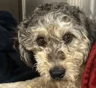 An adult small-sized male Gray / Blue / Silver Labradoodle dog named Bright Eyes for adoption in Dripping Springs, TX