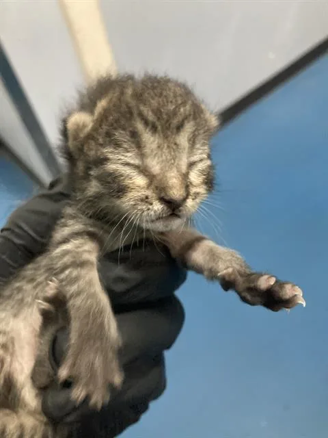 A baby small-sized male Domestic Short Hair cat named Buckley for adoption in Dallas, TX